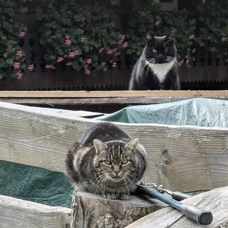Im Historischen Schwarzwaldhaus Apartamento